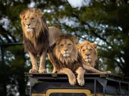 Pour quelles raisons choisir la Tanzanie pour votre safari ?