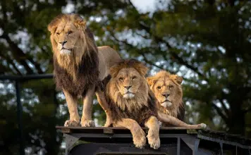 Pour quelles raisons choisir la Tanzanie pour votre safari ?