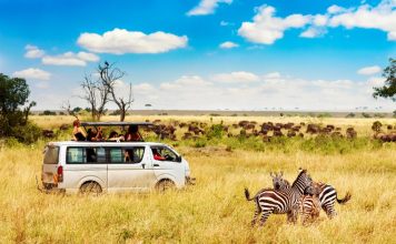 Safari en Tanzanie : économisez au maximum sur votre aventure africaine