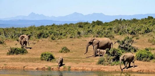 Safari Afrique du Sud comment organiser un safari efficace et inoubliable