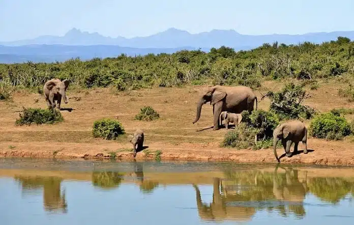 Safari Afrique du Sud comment organiser un safari efficace et inoubliable