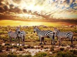 Les risques de se rendre en Tanzanie risques de se rendre en Tanzanie