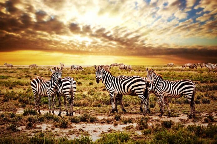 risques de se rendre en Tanzanie