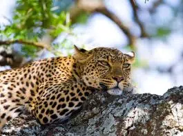 Quand partir en vacances en Tanzanie ?