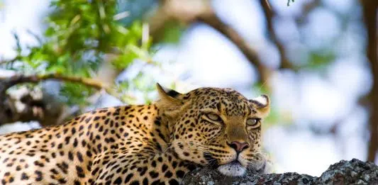 Quand partir en vacances en Tanzanie ?