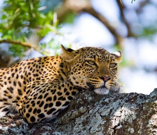 Quand partir en vacances en Tanzanie ?