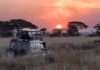 Explorez les trésors naturels lors d'un safari en Afrique du Sud