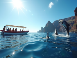 Activités à Madère : excursions en bateau pour observer dauphins et baleines