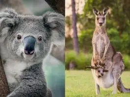 Quels sont les marsupiaux ?