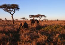 Le parc de ruaha, un paradis pour les amateurs de safaris exclusifs