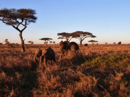 Le parc de ruaha, un paradis pour les amateurs de safaris exclusifs
