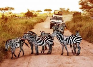 plus beau pays pour faire un Safari