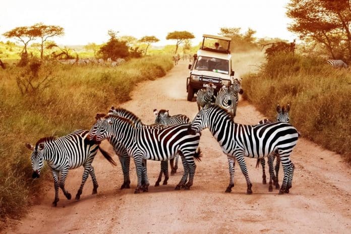 plus beau pays pour faire un Safari