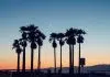 silhouette photo of palm trees during golden hour