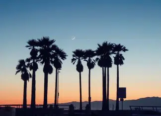 silhouette photo of palm trees during golden hour